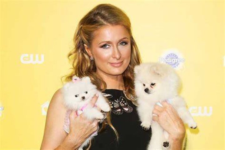 出会いは東京&hellip;23年連れ添った愛犬との死別 パリス・ヒルトンが明かした悲痛な思い HintPot